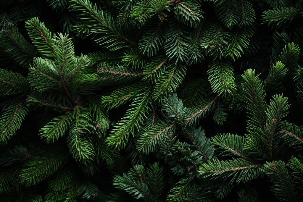 Fraser Fir Tree Candle