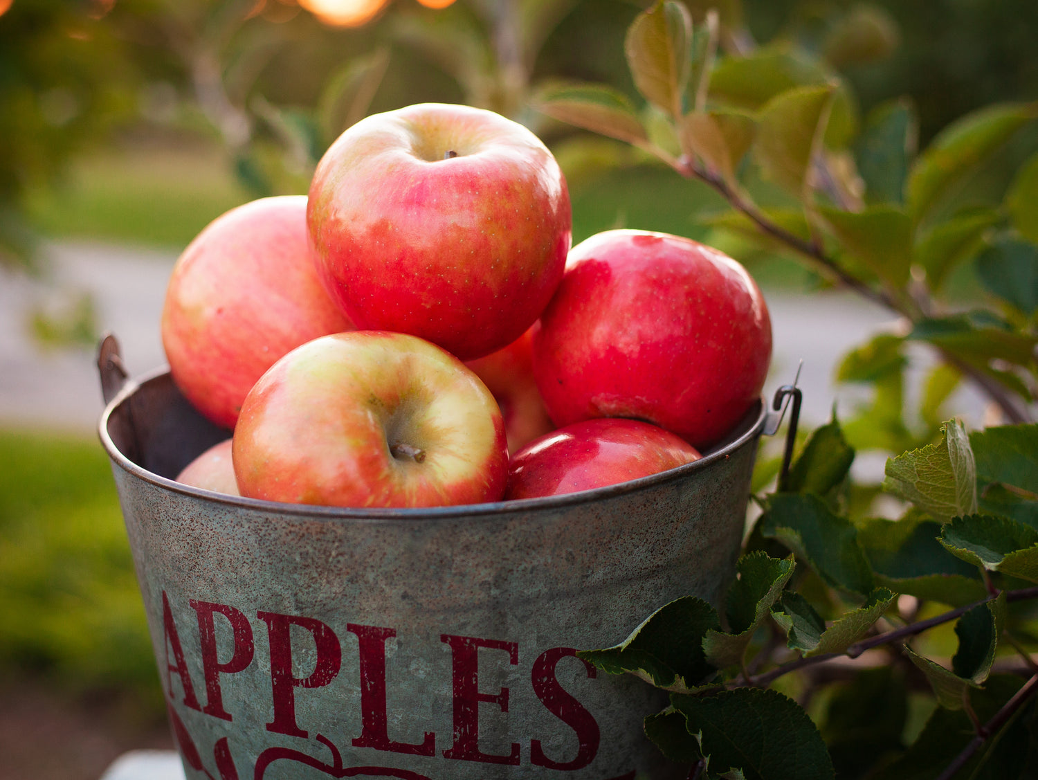 Apple Bushels Candle