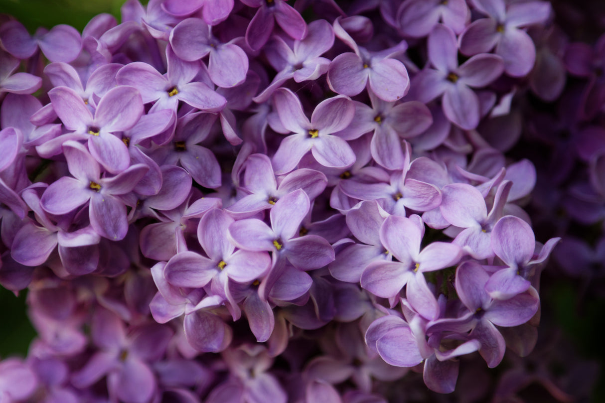 Blooming Lilacs Candle