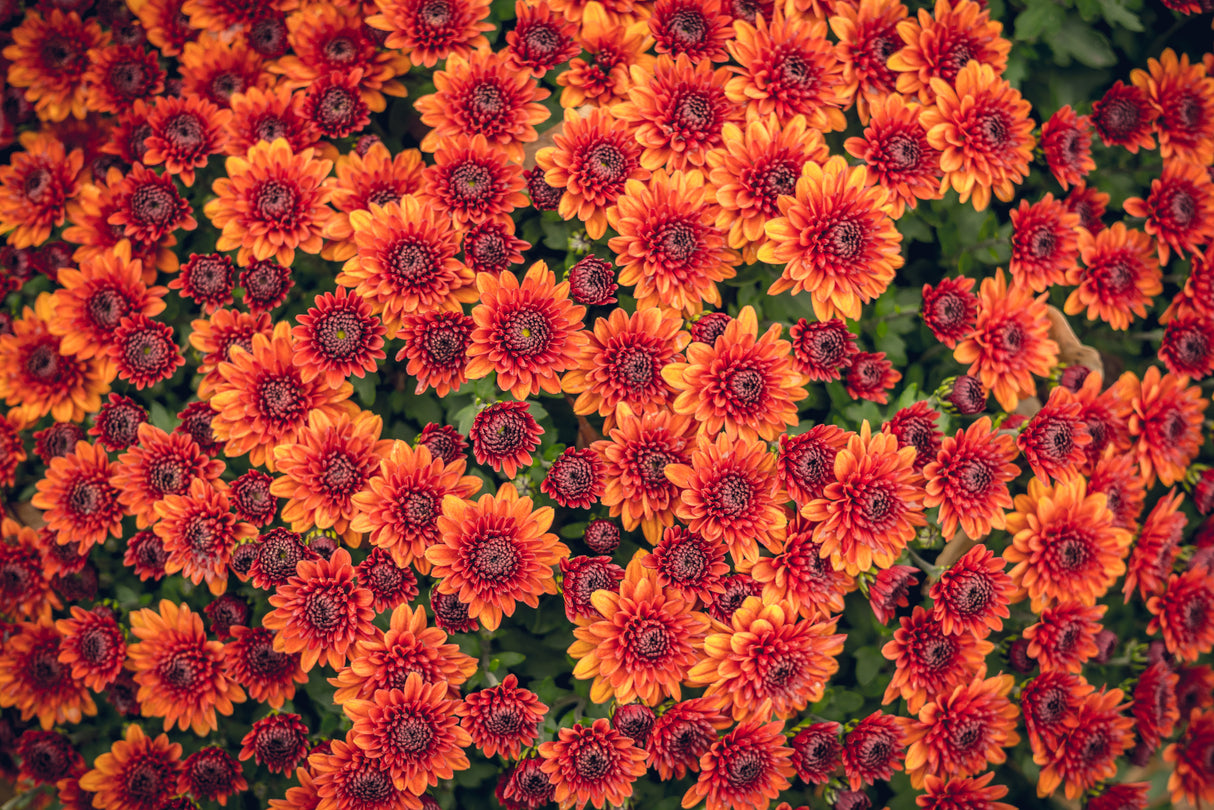 Fall Mums