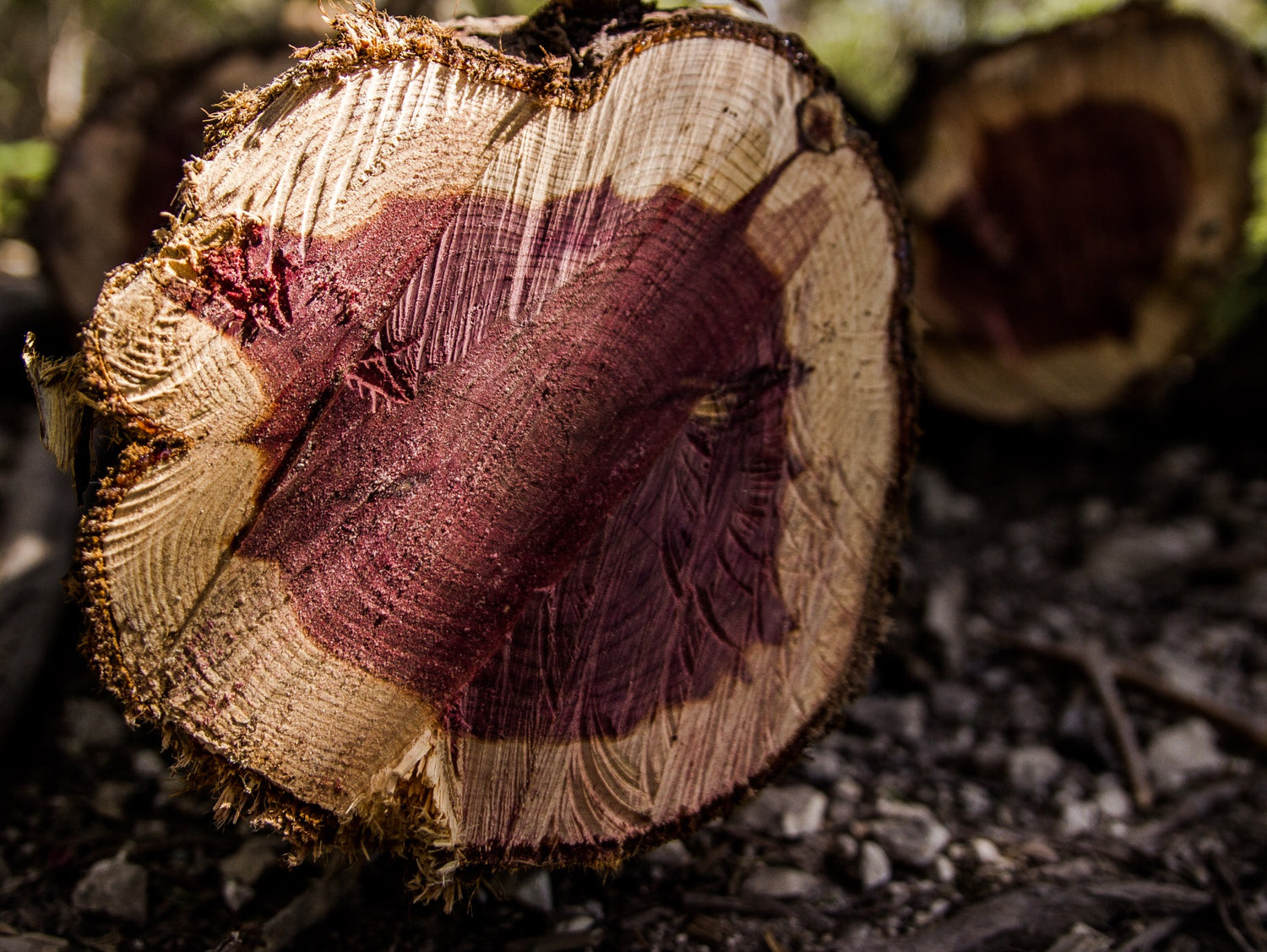 Western Red Cedar Candle