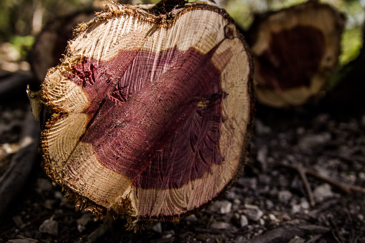 Western Red Cedar Candle