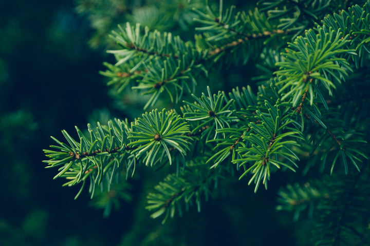 Siberian Fir Needle Beard Oil