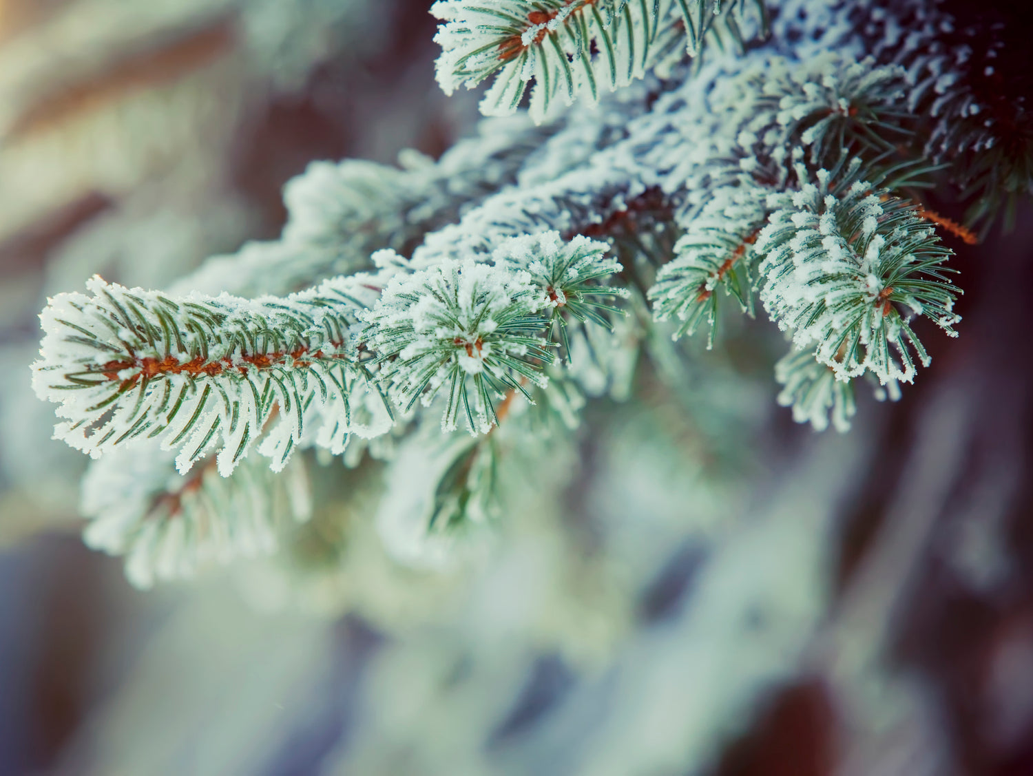 Snow-Covered Spruce Candle