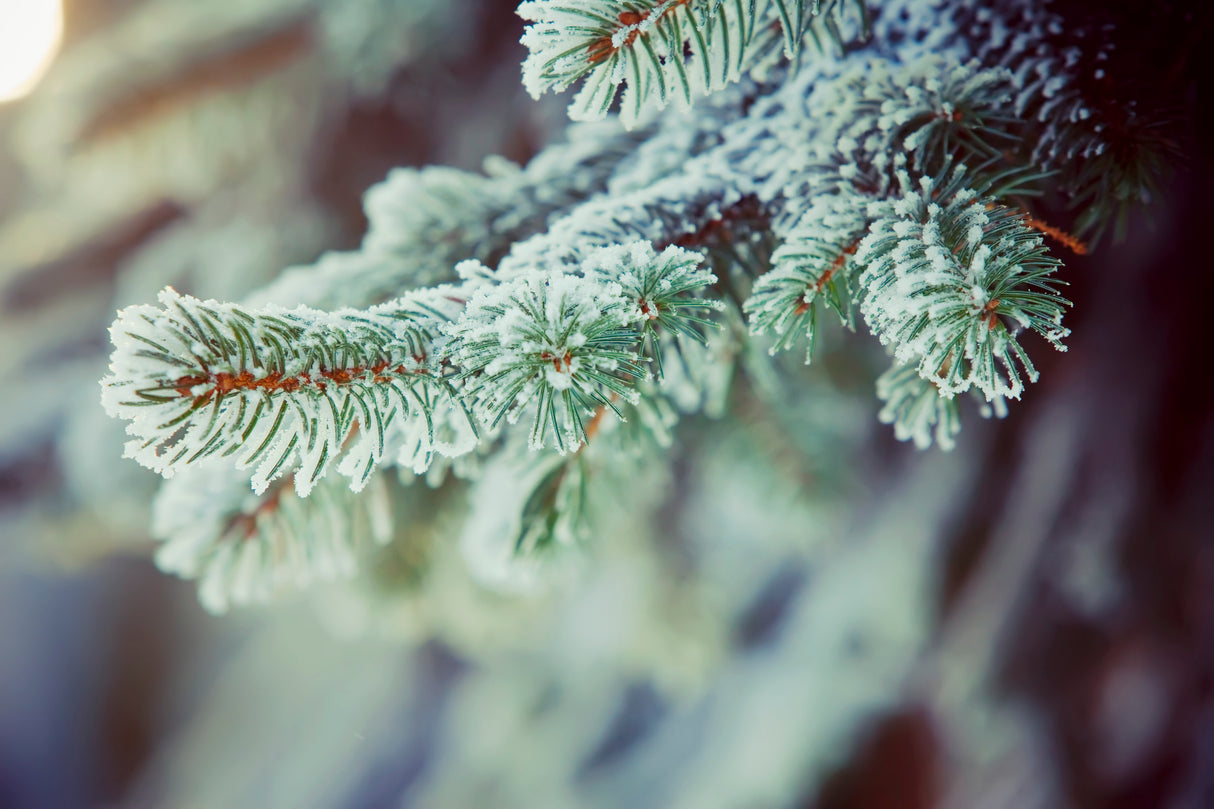 Snow-Covered Spruce Candle