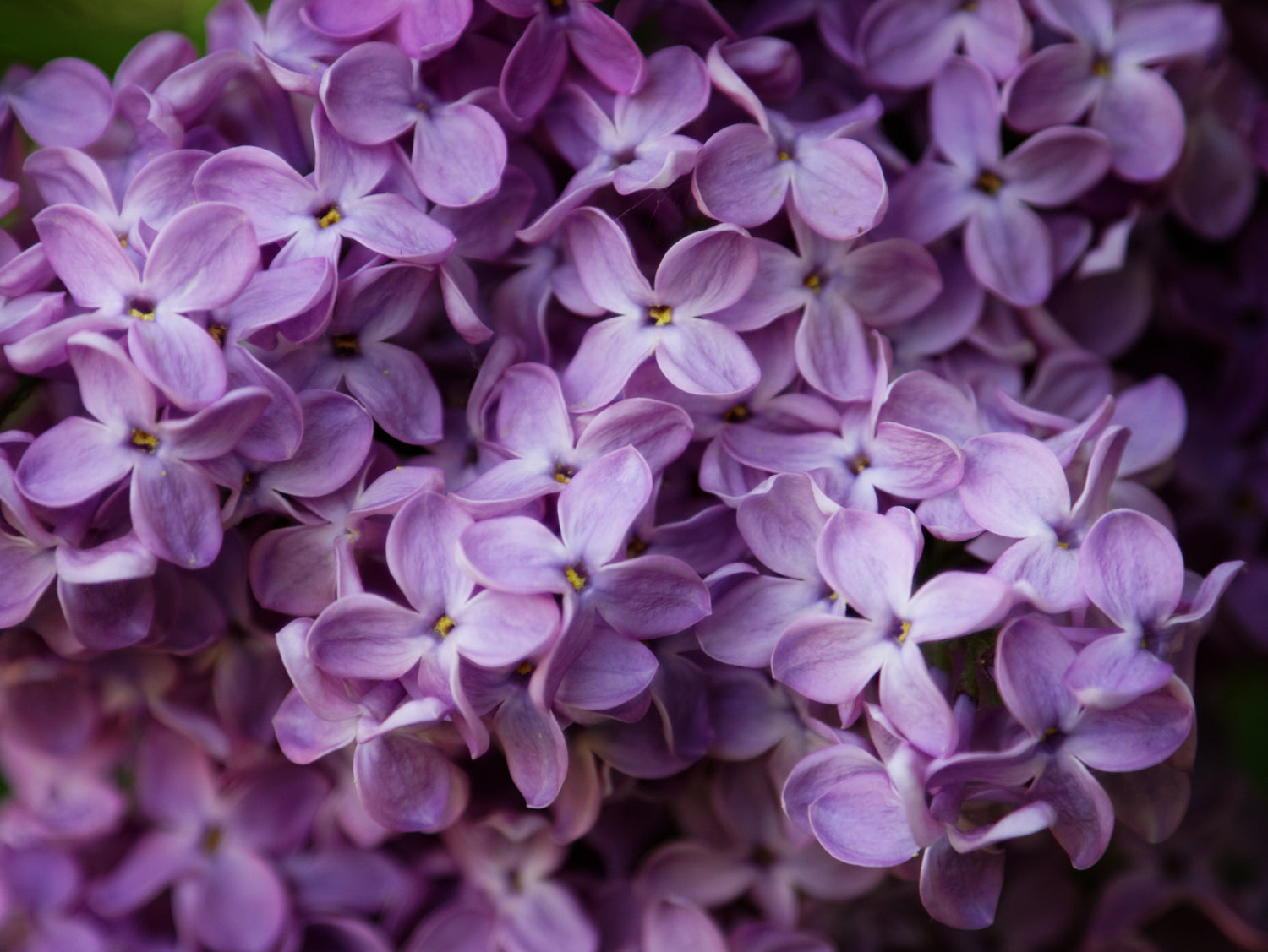 Blooming Lilacs Candle