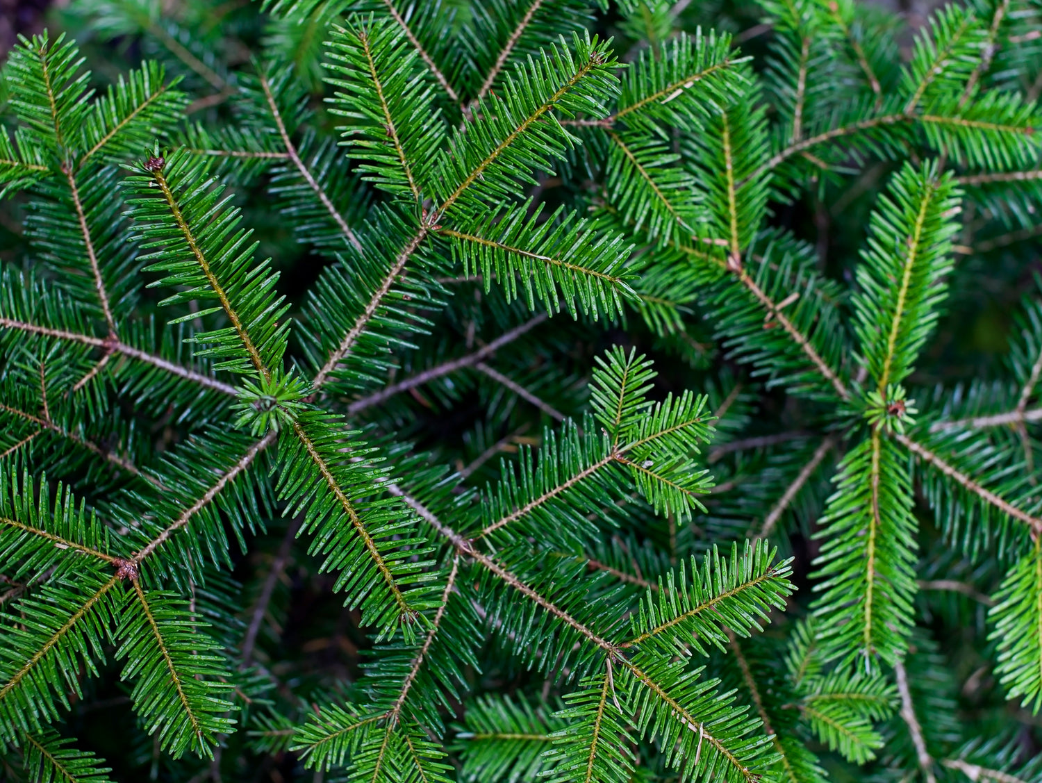White Cedar & Balsam Fir Wax Melts