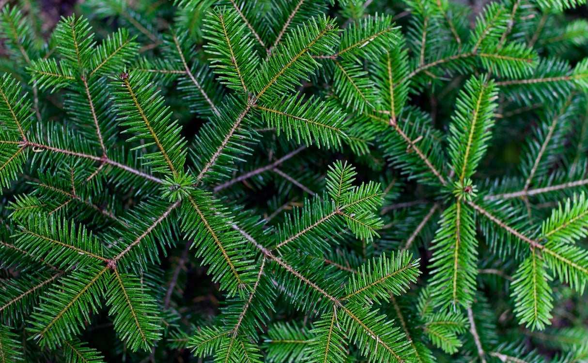 White Cedar & Balsam Fir Beard Oil