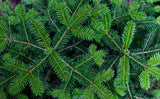 White Cedar & Balsam Fir Beard Oil
