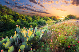 Cactus Water