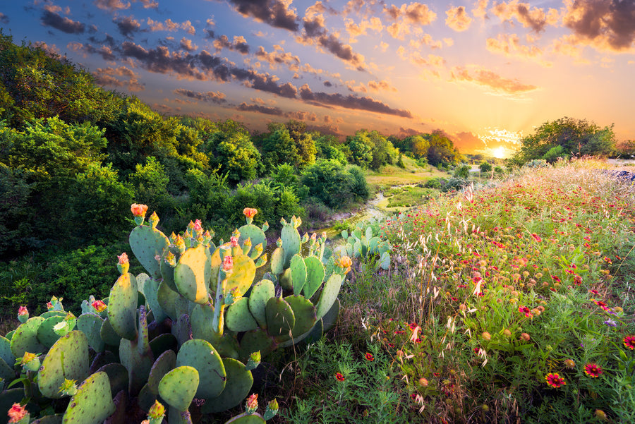 Cactus Water