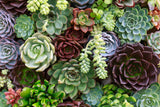 Soothing Succulents Candle