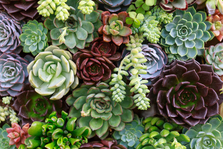 Soothing Succulents