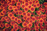 Fall Mums