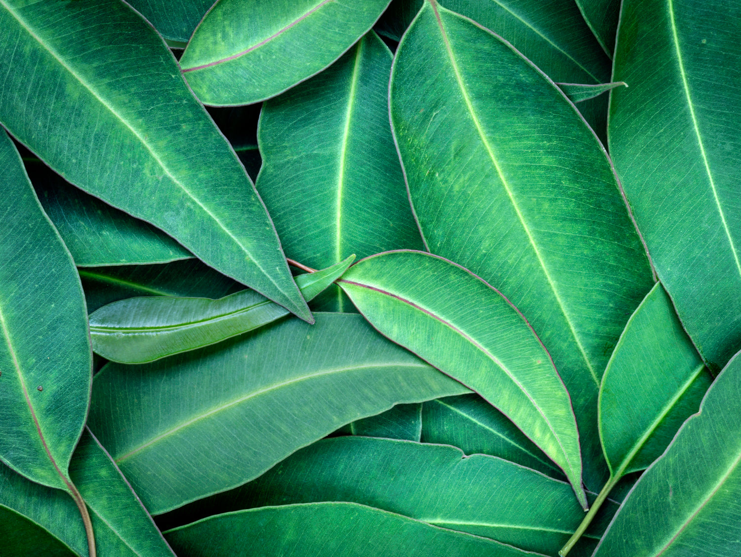 Spearmint & Eucalyptus Candle