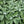 Baja White Sage
