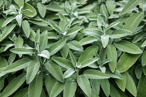 Baja White Sage