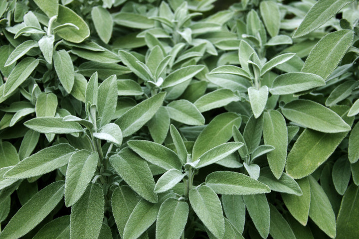 Baja White Sage