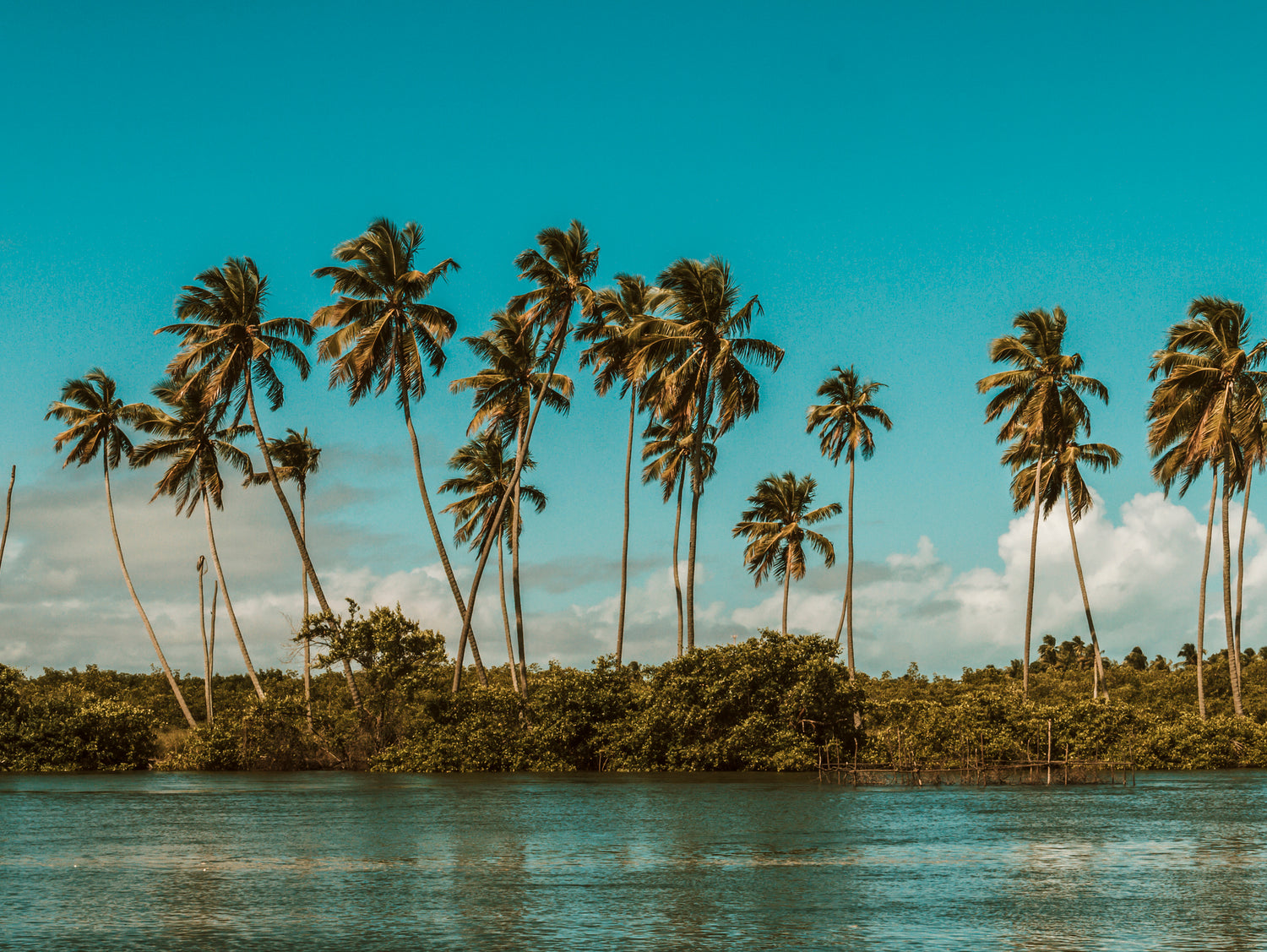 Palm Coast Coconut Wax Melts