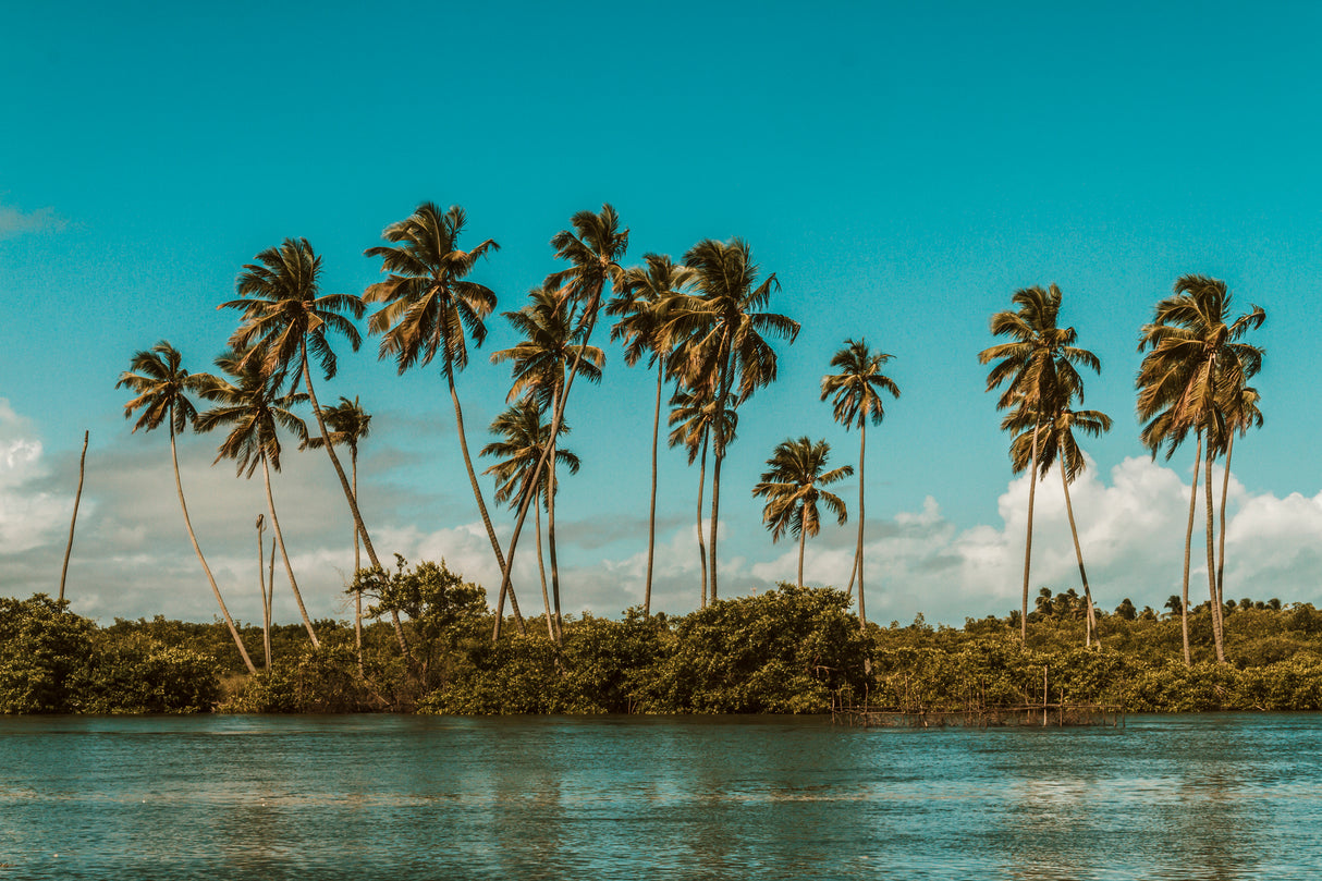 Palm Coast Coconut Candle