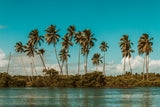 Palm Coast Coconut Candle