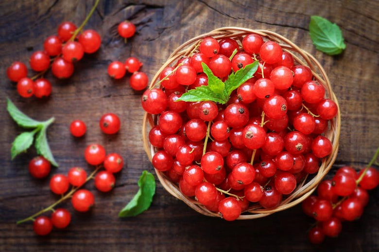 Red Currants & Cranberry Candle